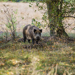 Female wild boar on the background of the autumn forest.