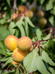 Branch of apricot tree with fruits in a garden.