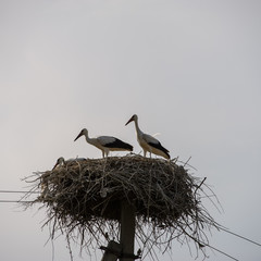 pair of storks in the nest on the sky background.