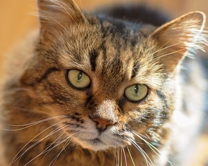 portrait of domestic cat indoors, close-up.