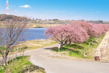 Obraz premium 満開の河津桜