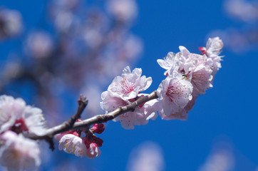 梅の花と青空