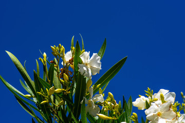 blau-weißes Arrangement