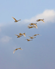 Tundra Swans in flight