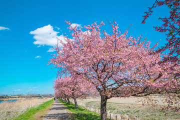 Naklejka premium 満開の河津桜