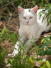 White cat sitting in the garden among the plants.