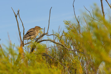 Aves