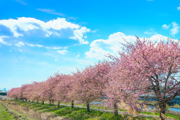 満開の河津桜