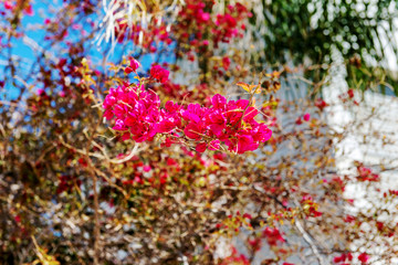 Branch of a red climbing flower in a hedge.