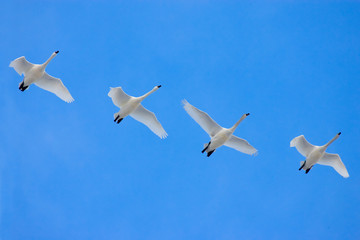 Tundra Swans in flight
