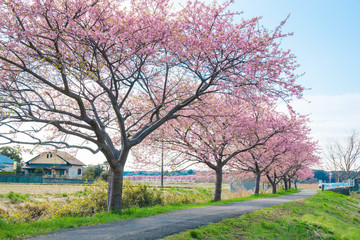 Obraz premium 満開の河津桜