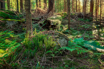 Sunny spring forest.