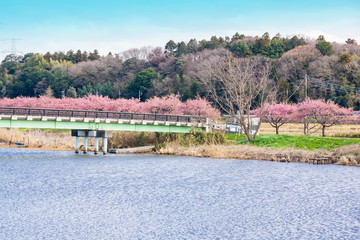 満開の河津桜