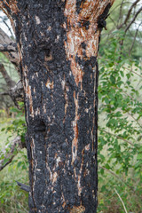 Charred pine trunk in the summer forest.