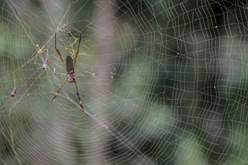 Aranha na teia Spider web