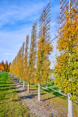 Naklejka premium Big espaliered decorative trees growing on nursery plantation in Netherlands