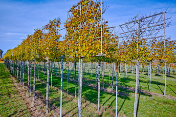 Fototapeta na wymiar Big espaliered decorative trees growing on nursery plantation in Netherlands