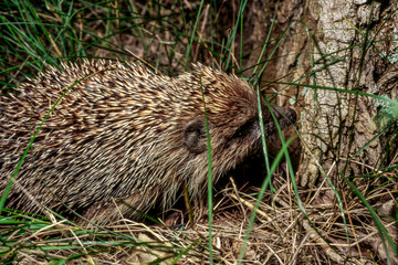 An ordinary hedgehog living in Europe rustles in the leaves in a small landing near the asphalt road in search of insects and snails that make up its diet at the end of the summer day.
