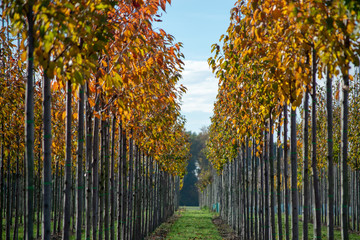 Public and privat garden, parks tree nursery in Netherlands, specialise in medium to very large sized trees, grey alder trees in rows in autumn