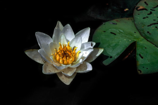 White flowers water lilies grow in the dark water of the small river Uday near the shore, which is a small settlement in early summer in Ukraine.