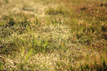 Water drops on morning grass,For background.blur focus.