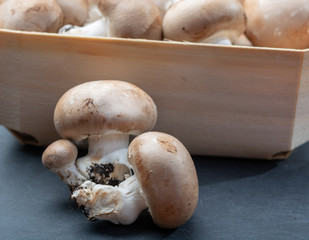 Fresh organic brown chestnut champignons from underground caves in Belgium