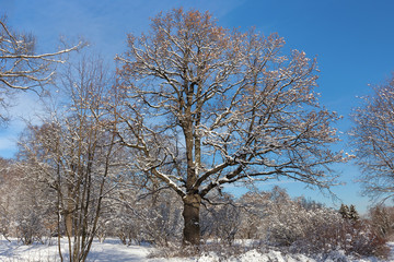 Old, centuries-old, spreading oak in the Moscow city Park. Trees in snow. . Winter, Sunny frosty day.