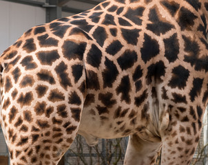 Giraffe body fur pattern