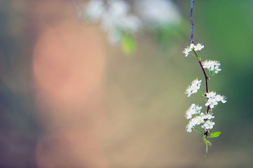 Flowering branch of Pin cherry (Prunus pensylvanica). Shallow DOF.