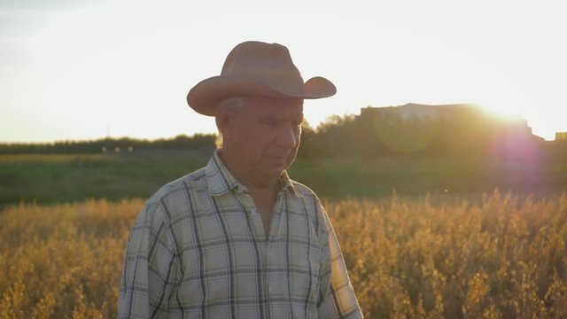 Old Caucasian Man Farmer In A Cowboy Hat Walk In A Field Of Wheat At Sunset