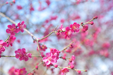 Blooming branch of Prunus mume 'Beni-chidori' Tree - Flowering Japanese Apricot Tree in Japanese garden, Prague Botanical Garden. Selective focus..Concept: spring gardening