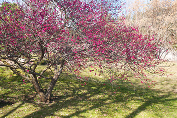 Blooming Prunus mume 'Beni-chidori' Tree - Flowering Japanese Apricot Tree in Japanese garden,...