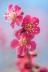 Flowers of Prunus mume 'Beni-chidori' Tree close up. Flowering Japanese Apricot Tree. Extremly selective focus. Concept: spring gardening, spring pink blooming tree