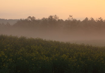 Fototapeta premium 岩手山と桜