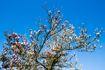 Magnolia à l'entrée du printemps