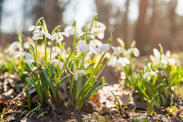 snowdrops in a morning park