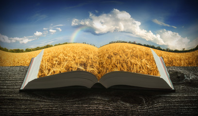 Golden wheat field on the pages of book