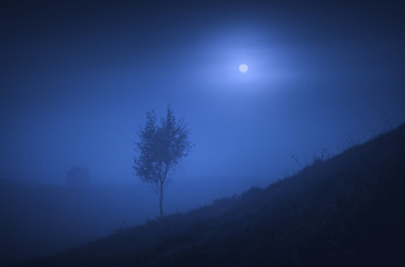 Naklejka premium Lonely tree on a hill in a night valley