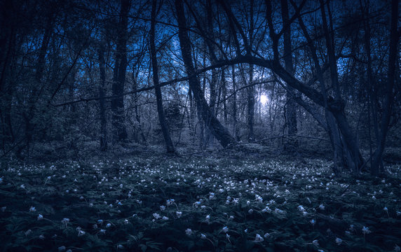 Majestic spring forest in a moon light