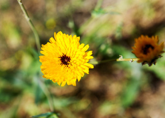 Yellow Dandelion in Spring