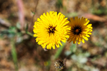 Yellow Dandelion in Spring