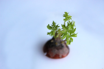 Fresh carrot isolated on white background.like an island in the ocean