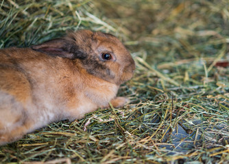 Fototapeta premium Red rabbit from Switzerland