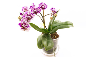 Spotted Phalaenopsis Orchid flower in a pot