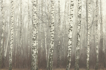 Fototapeta na wymiar Young birch with black and white birch bark in spring in birch grove against the background of other birches