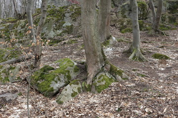 Huge moss-covered boulders lie on the slopes of the forest.