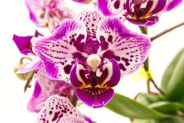 Spotted Phalaenopsis Orchid flower close-up