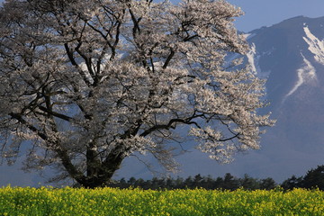 Fototapeta premium 岩手山と桜