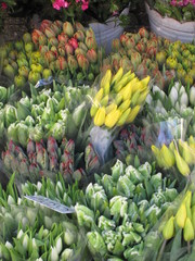 bouquets of tulips