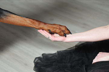 Female hand holds Dobermans big paw. The girl greets the dog by the hand. Close-up